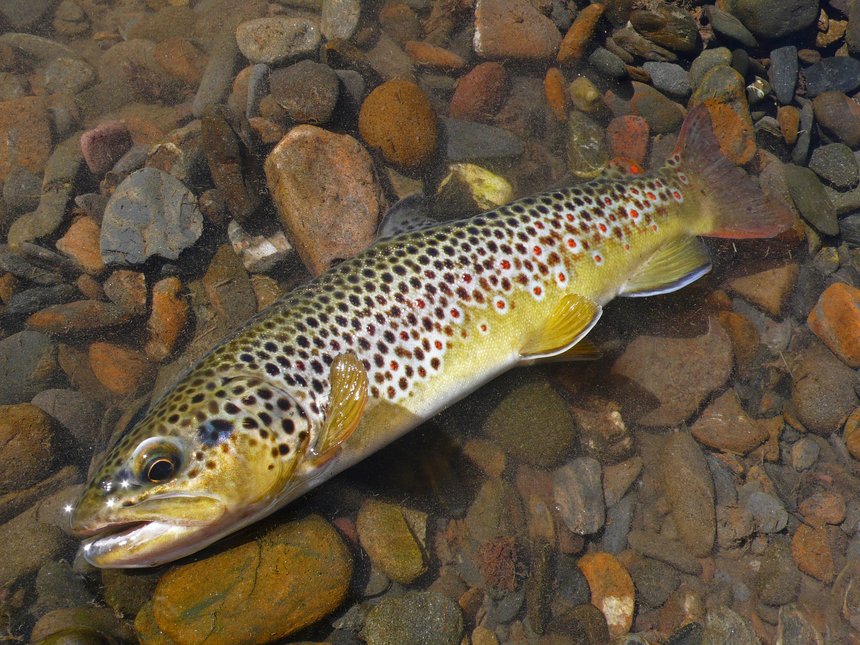 OUVERTURE TRUITE 2023