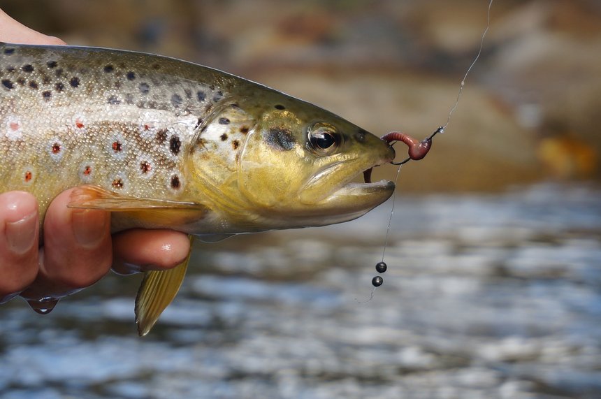 Permis peche truite 2023