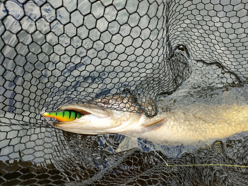 jerk peche brochet couleur