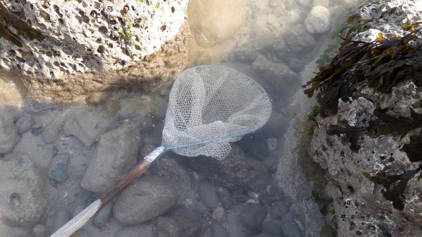 Peche bouquet normandie epuisette