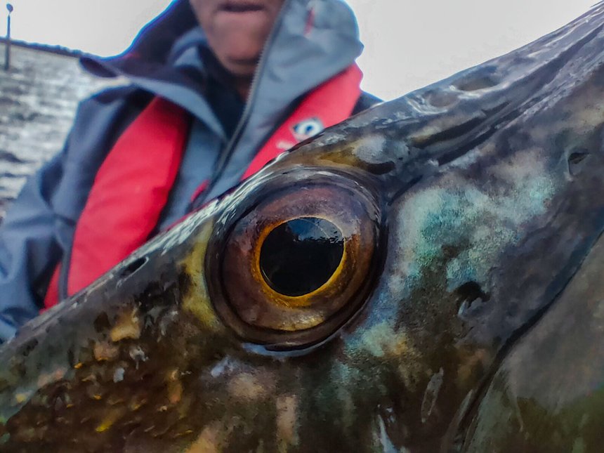 La vue du brochet