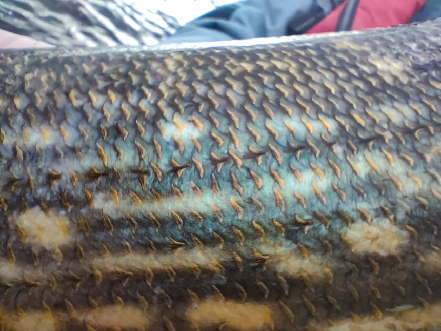 La ligne latérale du brochet