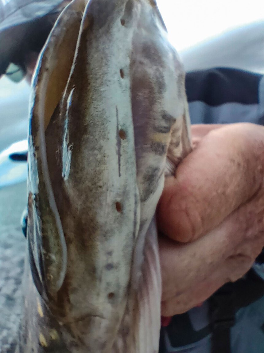 Pores céphaliques détection brochet