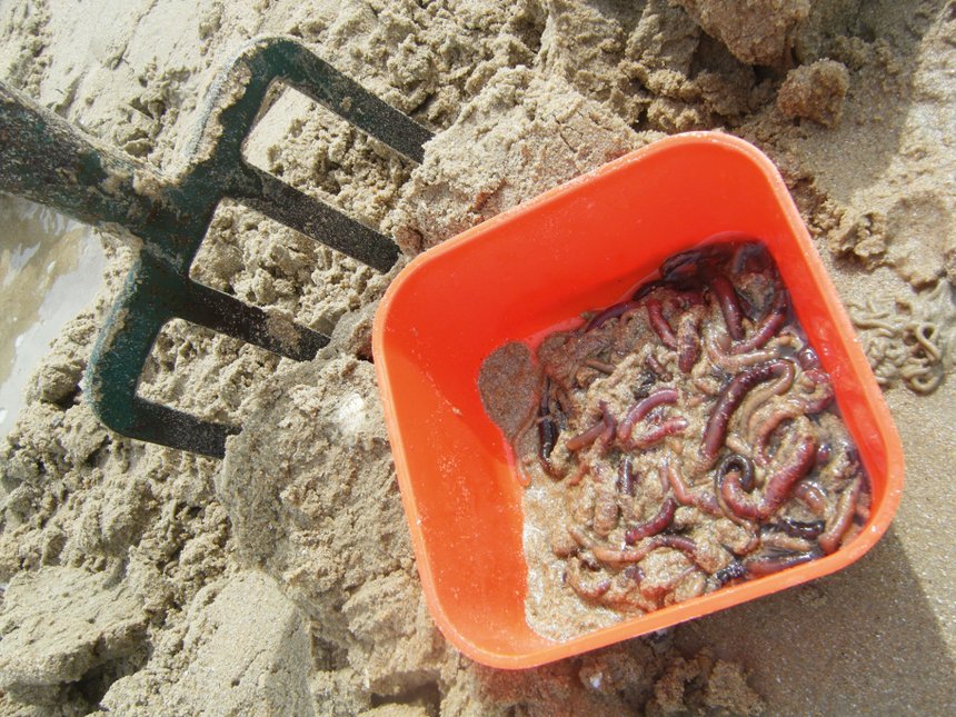 Peche ver automne surfcasting récolte