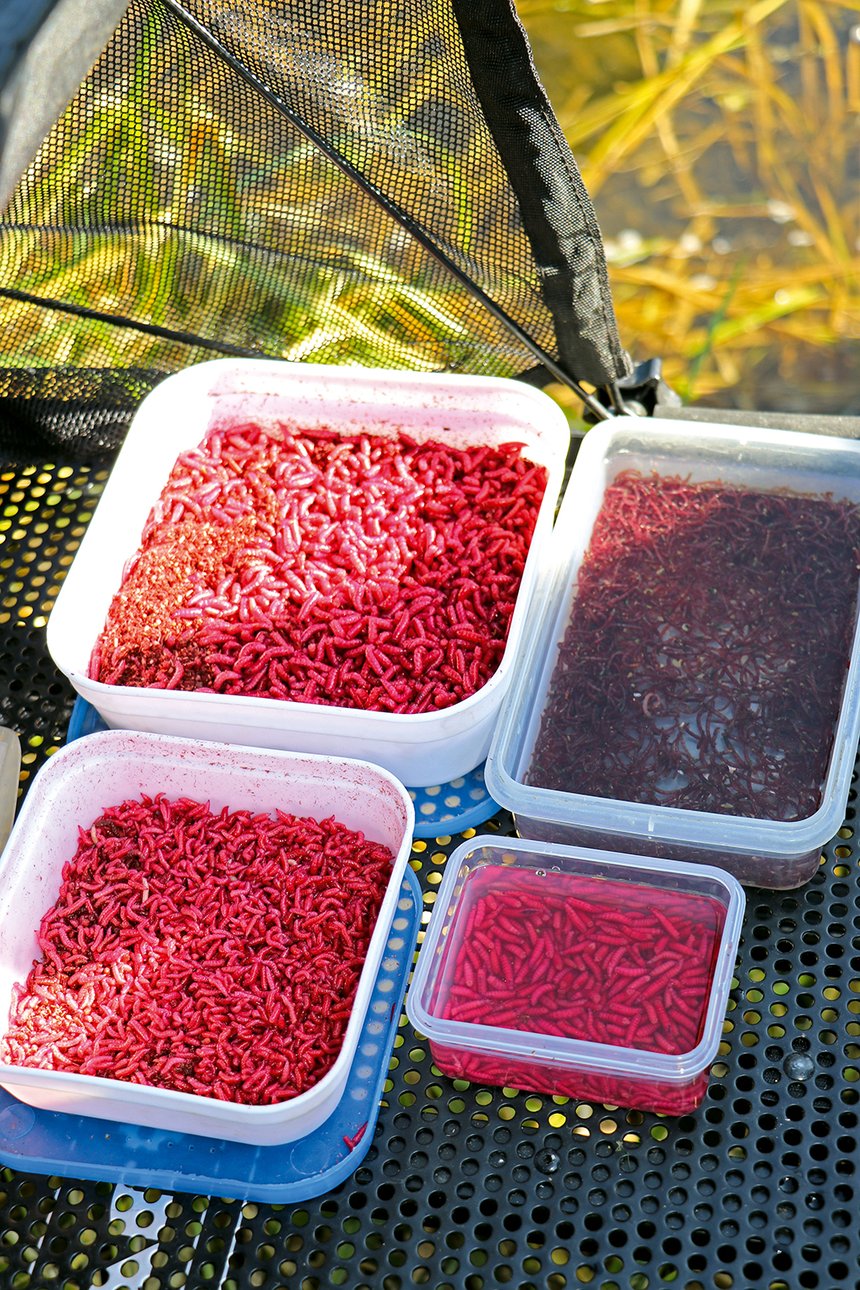 asticots pinkies vers de vase peche gardons