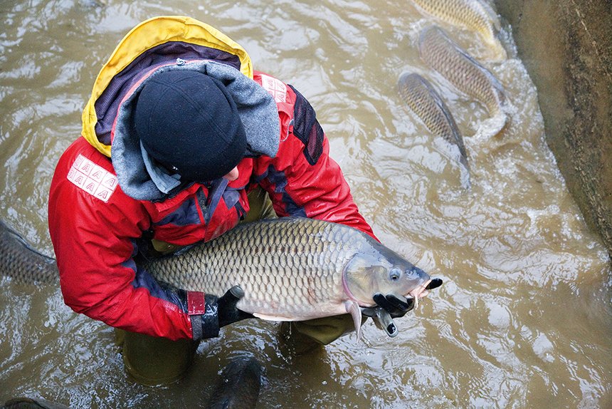 pisciculture et poissons d'etang