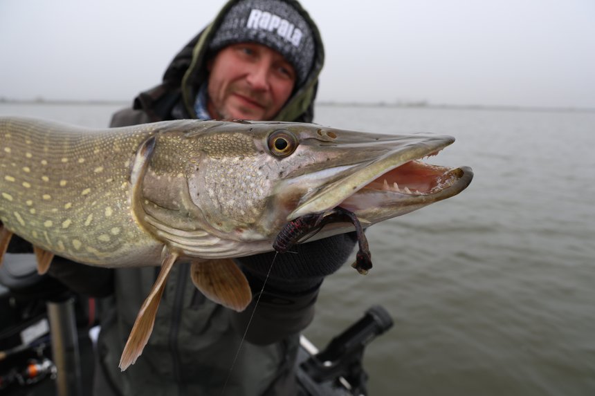 Leurre Stingman CrushCity Rapala